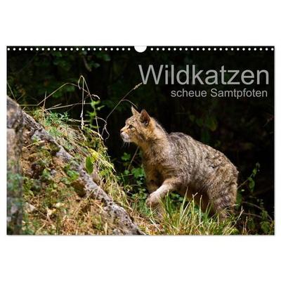 Wildkatzen - scheue Samtpfoten (Wandkalender 2027 DIN A3 quer), CALVENDO Monatskalender