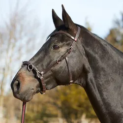 Kieffer Kappzaum Ultrasoft - braun - Warmblut