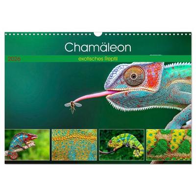 Chamäleon - exotisches Reptil (Wandkalender 2026 DIN A3 quer), CALVENDO Monatskalender