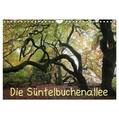Die Süntelbuchenallee (Wandkalender 2026 DIN A4 quer), CALVENDO Monatskalender