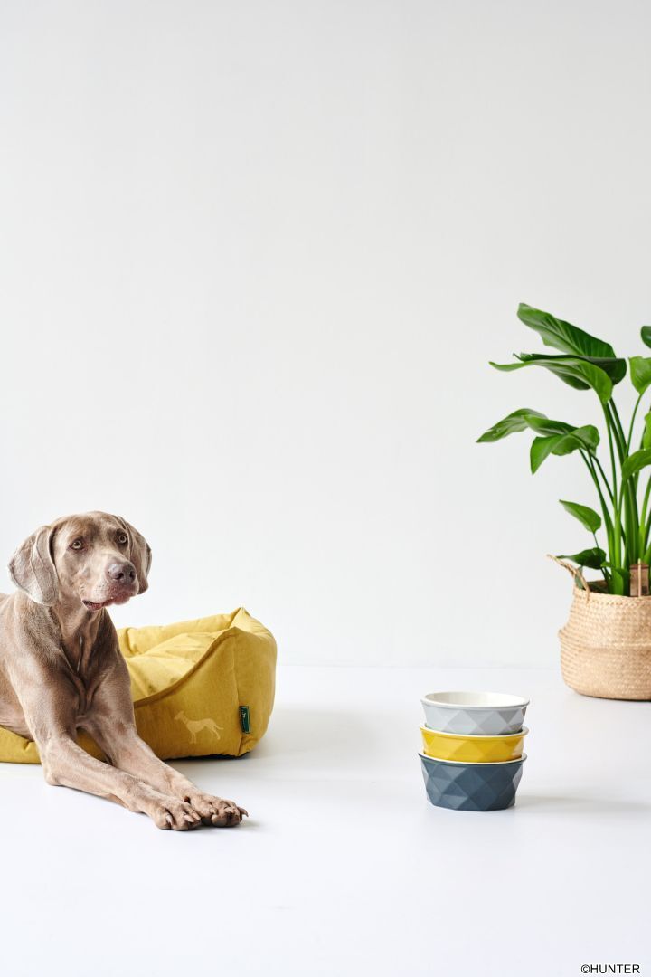 DOG SPORT HUNTER Hundesofa Eiby M (80 x 60 cm), gelb