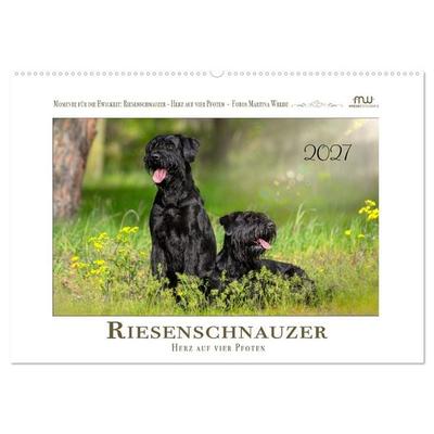 Riesenschnauzer - Herz auf vier Pfoten (Wandkalender 2027 DIN A2 quer), CALVENDO Monatskalender
