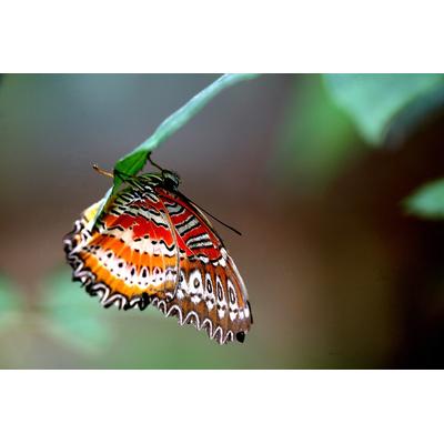 Fototapete PAPERMOON "Schmetterling", bunt, B:4m L:2,6m, Vlies, Tapeten