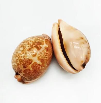 Inspired Finds Natural Cowrie Shell Decor Set For Aquarium, Coastal Home & Spiritual Display map Cowrie