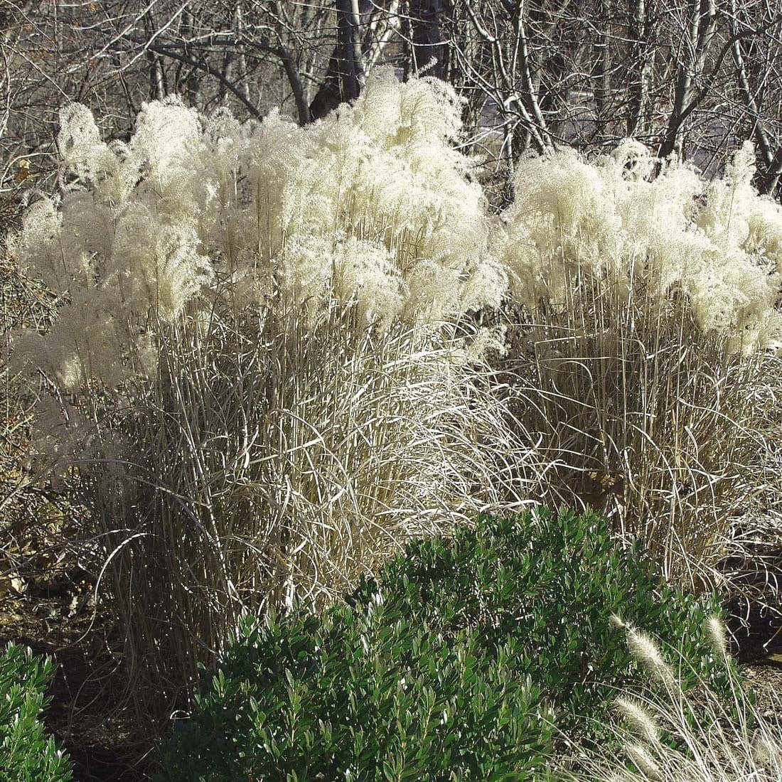 6 x Miscanthus sinensis Graziella Chinaschilf in pot van 9x9 cm van Arborix