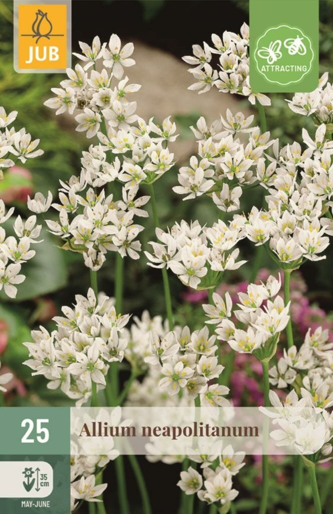 Jub Allium neapolitanum 25 bollen