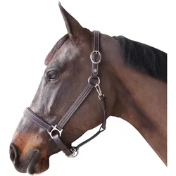 Canter, Halfter
