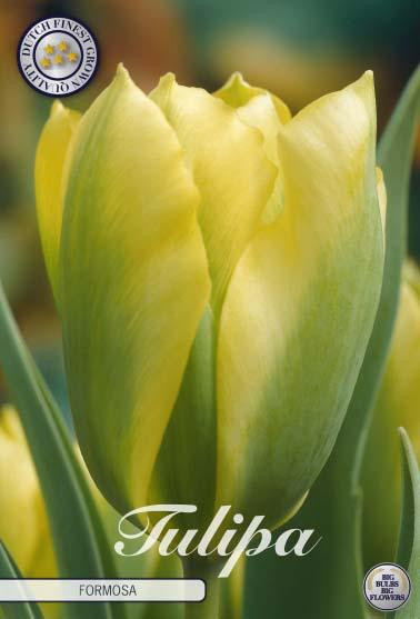 Sam van Schooten Tulpenbollen Formosa (7 stuks)