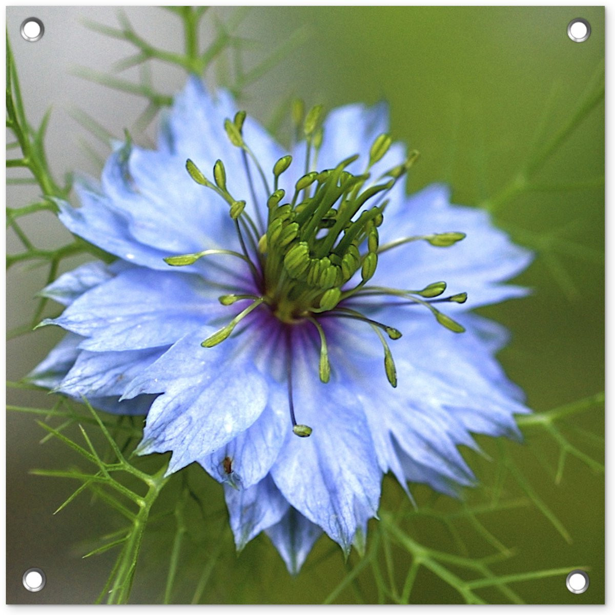 Tuindecoratie Tuinposter Close-up van een nigelle bloem, 50 x 50 cm