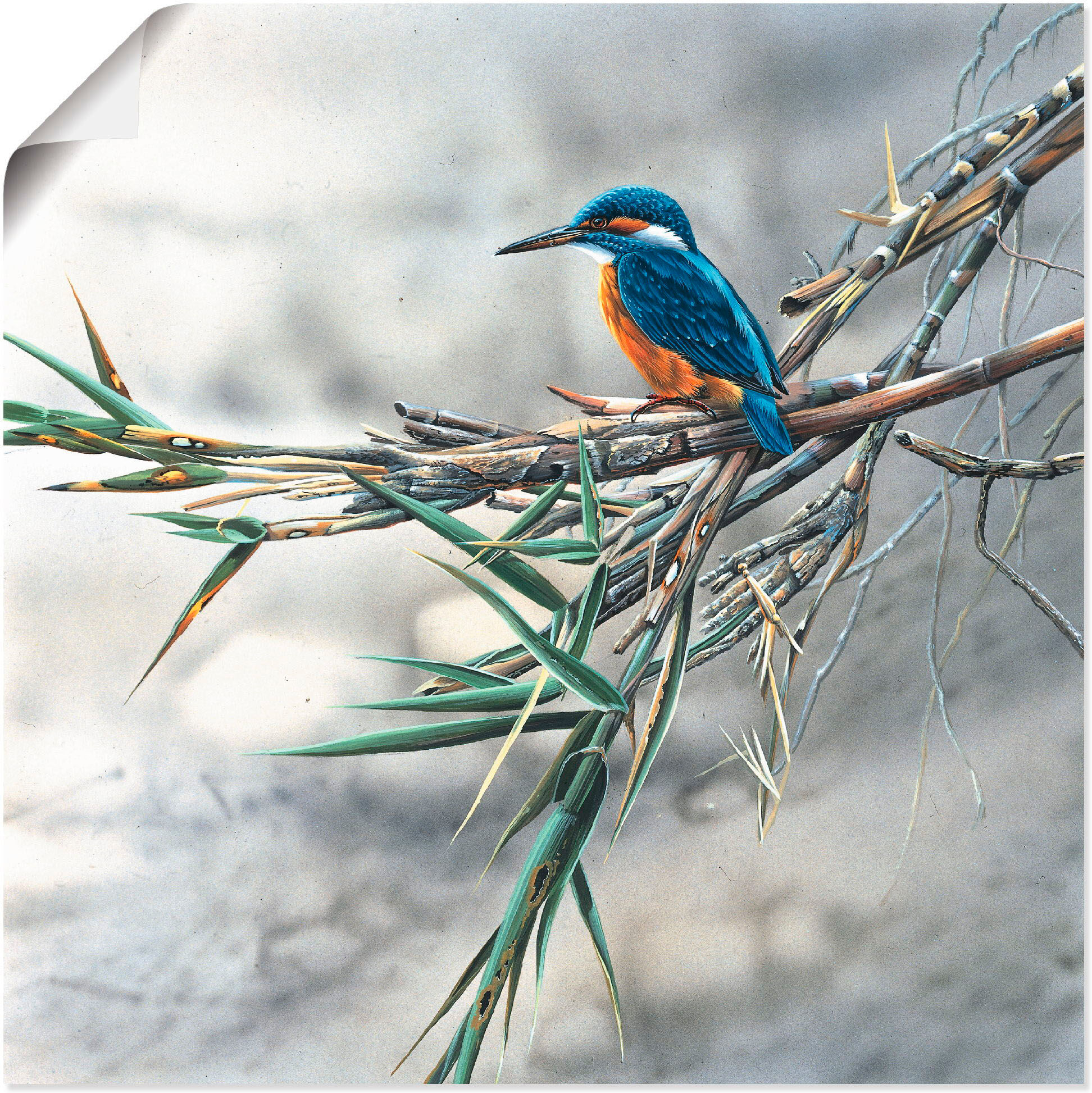 Wandbild ARTLAND "Eisvogel I", weiss (farbe bild(er): weiß), B:40cm H:40cm, Bilder, Wandbild, als Leinwandbild, Poster in verschied. Grössen farbe bild(er): weiß B/H/T: 40cm x 40cm, Poster Vögel quadratisch, 1 Stk.