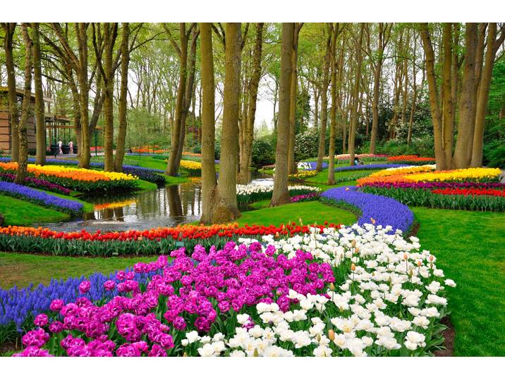 Fototapete PAPERMOON Tulips in Keukenhof Park , bunt, B:1,5m L:1,11m, Vlies, Tapeten, Fototapete