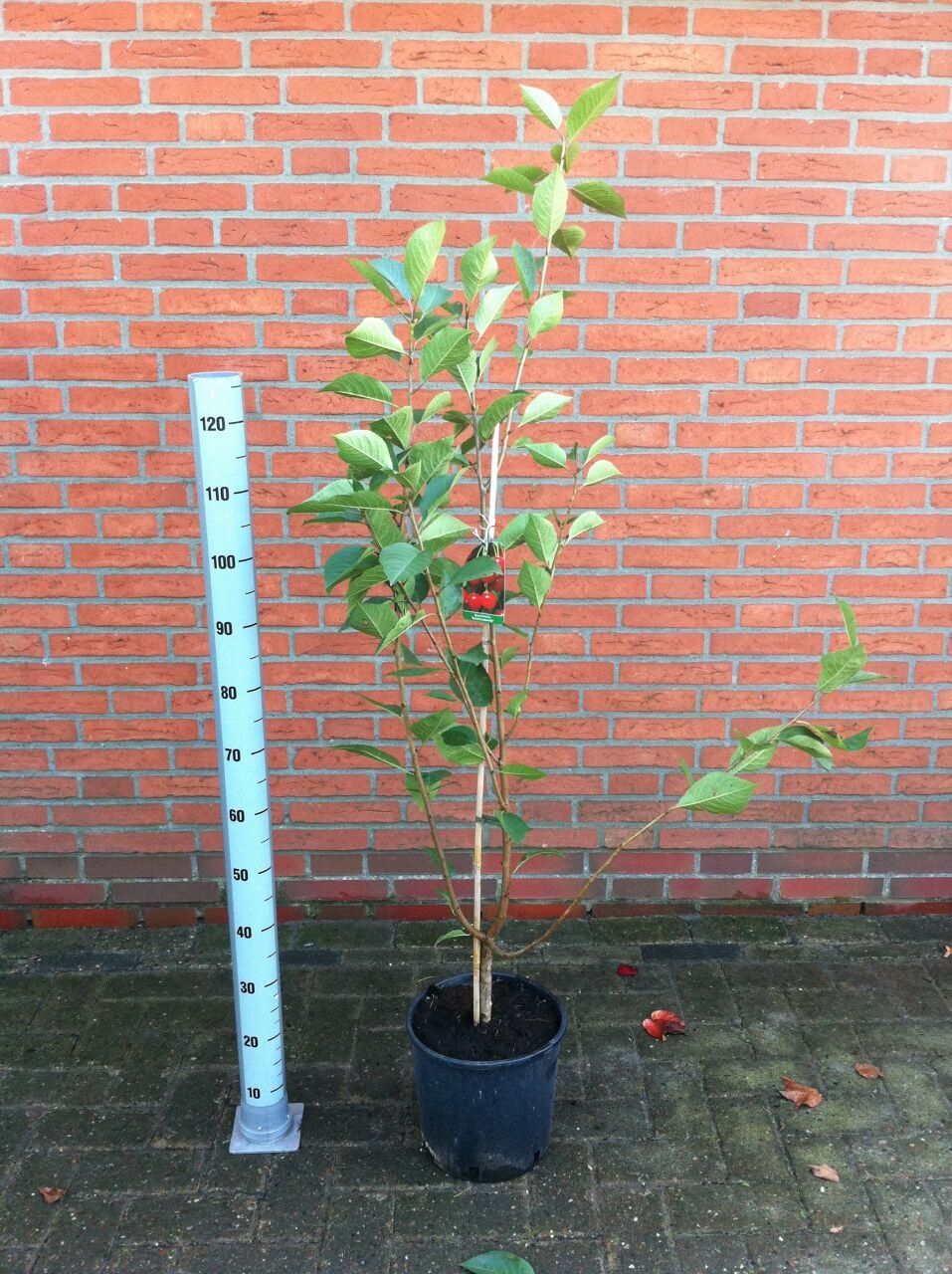 Pflanzen Zierkirsche 7 l Container