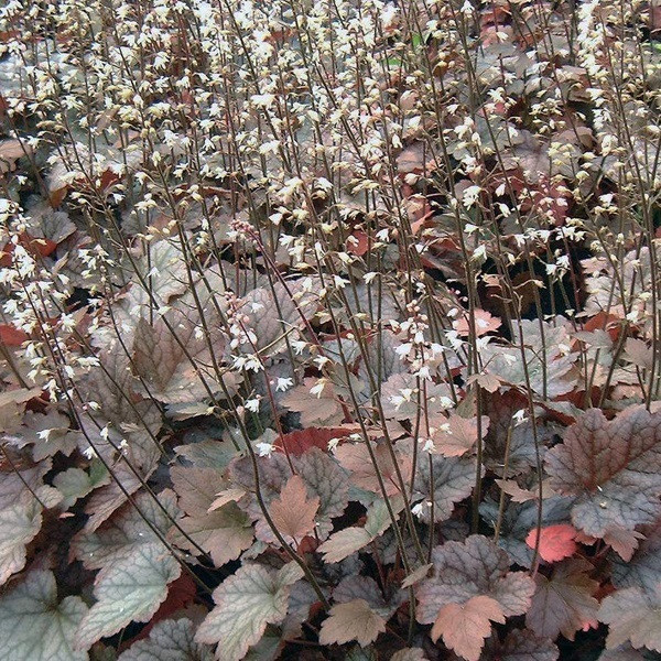 6 x Heucherella Quicksilver Bastardschuimplant - Arborix - Pot van 9x9 cm