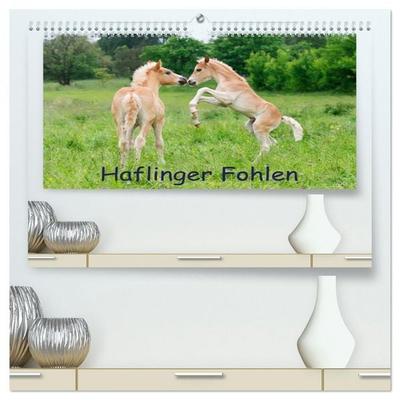 Haflinger Fohlen (hochwertiger Premium Wandkalender 2026 DIN A2 quer), Kunstdruck in Hochglanz