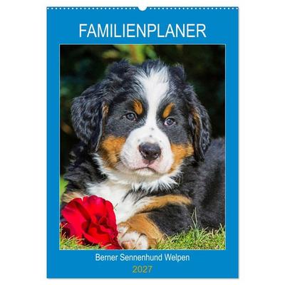 Familienplaner Berner Sennenhund Welpen (Wandkalender 2027 DIN A2 hoch), CALVENDO Monatskalender