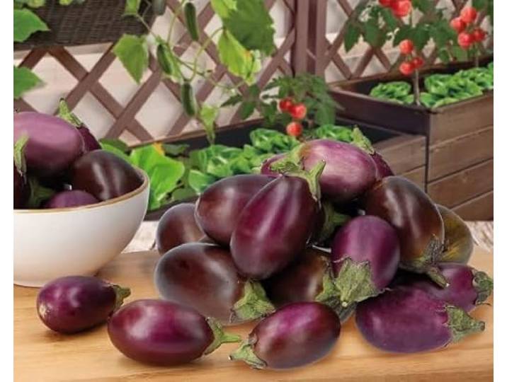 Buzzy Patio Veggies, mini-eiervrucht patio baby F1