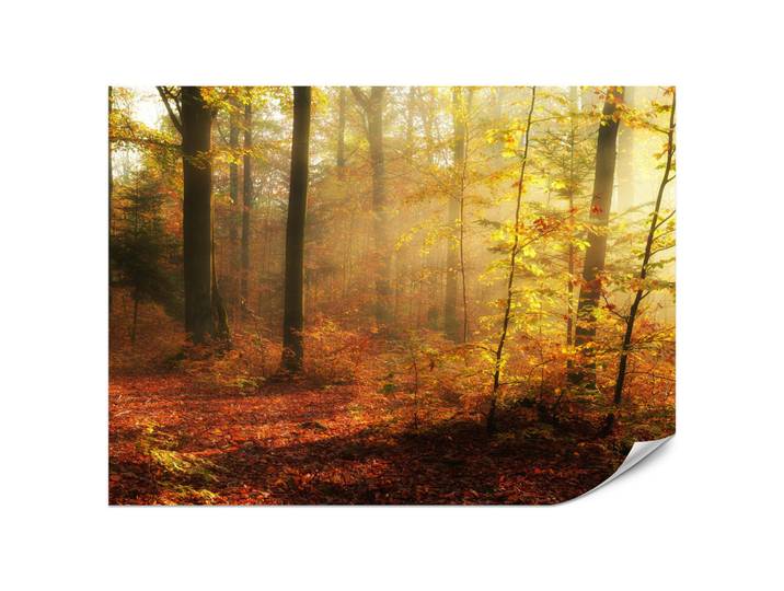 Muralo Fototapete für Wohnzimmer Herbstnebel Laubwald Bäume 350x256, Rot, Gelb, Orange, Braun, Papier, Baum/Pflanze/Natur, Rechteckig, 350x256 cm, Tapeten & Wandverkleidungen, Fototapeten