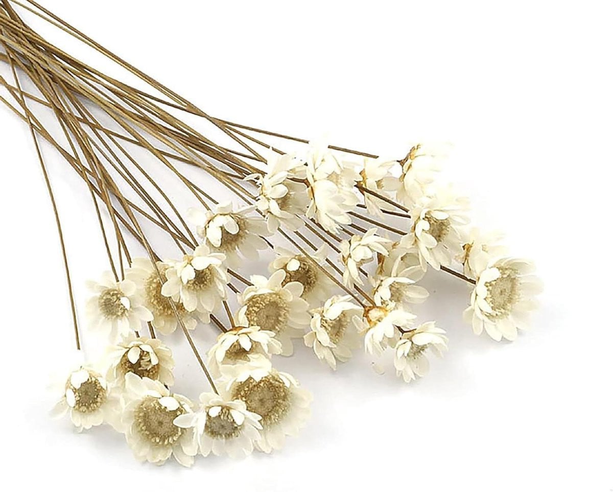 Gedroogd boeket van witte kamillebloemen - Natuurlijk en geconserveerd bloemstuk - 43-45 cm
