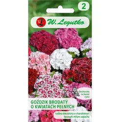 Bartnelke mit gefüllten Blüten, Mischung