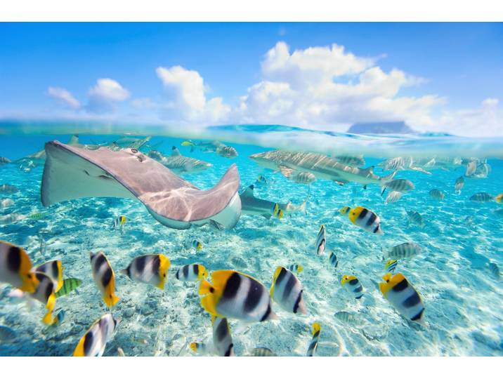 Fototapete PAPERMOON UNTERWASSER-WELT-FISCHE KORALLE SEE MEER TIERE OZEAN , bunt, B:1,5m L:1,11m, Vlies, Tapeten, Fototapete