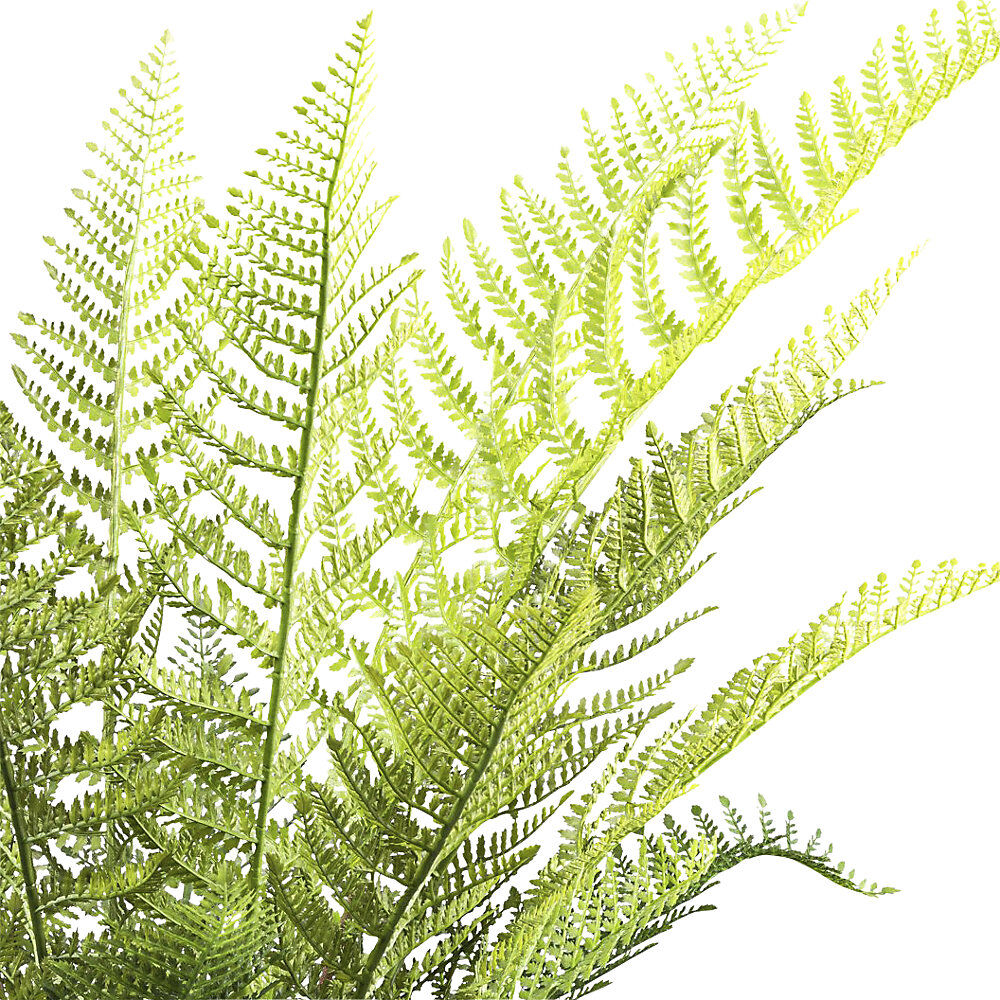 kaiserkraft Baumfarn Dicksonia, Kunststofftopf, Höhe 1150 mm