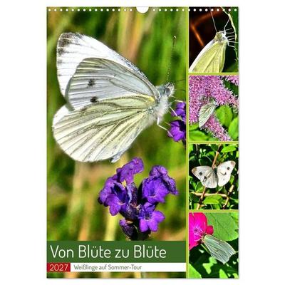 Von Blüte zu Blüte - Weißlinge auf Sommer-Tour (Wandkalender 2027 DIN A3 hoch), CALVENDO Monatskalender