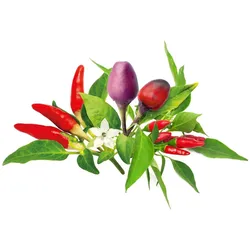 Click and Grow, Samen, Click & Grow Plant Pod Chilli Pepper Mix (Gemüsesamen)