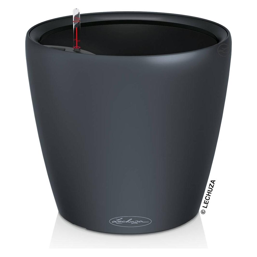 Lechuza Classico Color (28 x 28 x 26 cm) (14271)