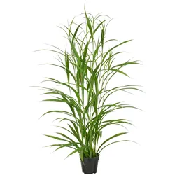 CREATIV green künstliche Pflanze Jumbogras, ca. 130cm, im Kunststofftopf, UV-beständig