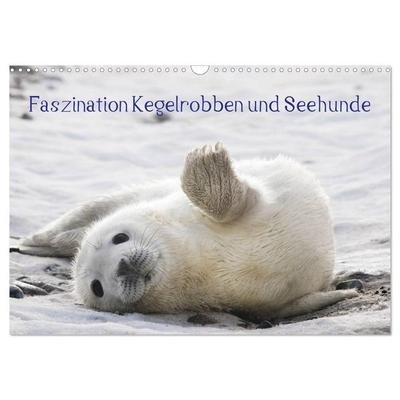 Faszination Kegelrobben und Seehunde 2026 (Wandkalender 2026 DIN A3 quer), CALVENDO Monatskalender