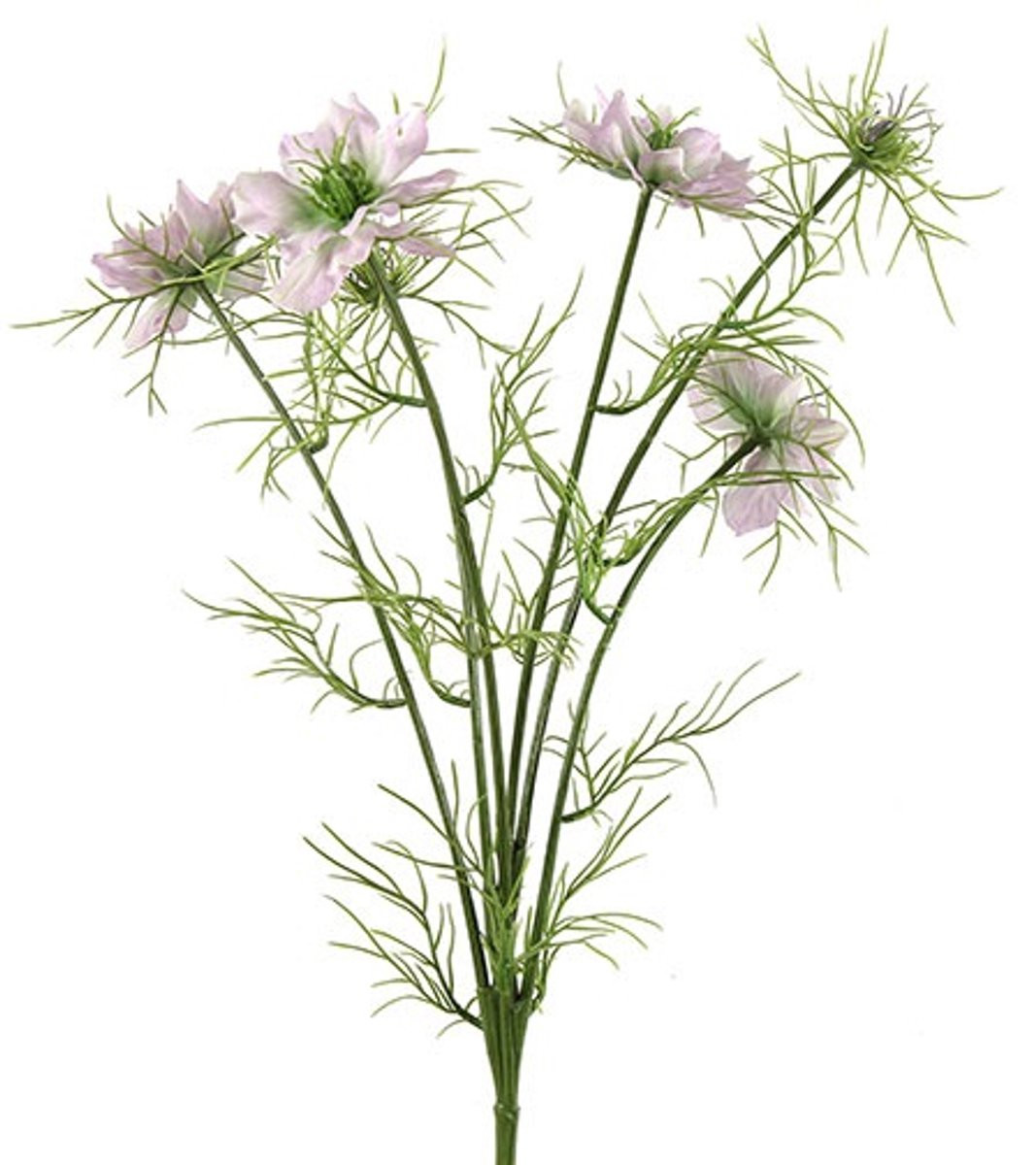 Countryfield Cosmos Bipinnatus Jalisha Paars Zijdenbloem