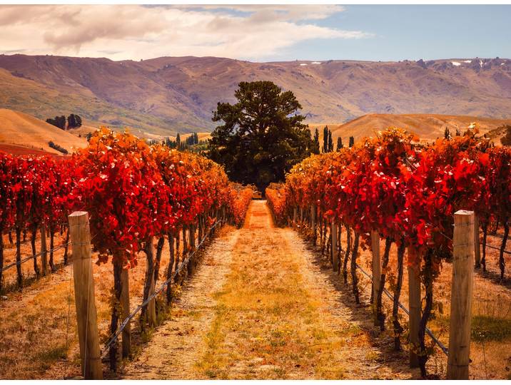Fototapete PAPERMOON Autumn Vineyard , bunt, B:3,5m L:2,6m, Vlies, Tapeten, Fototapete