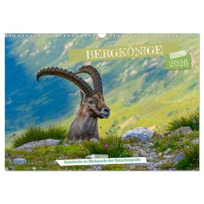 Bergkönige - Steinböcke im Blickpunkt der Naturforografie (Wandkalender 2026 DIN A3 quer), CALVENDO Monatskalender