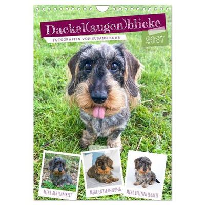 Dackel(augen)blicke (Wandkalender 2027 DIN A4 hoch), CALVENDO Monatskalender