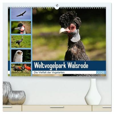 Weltvogelpark Walsrode - Die Vielfalt der Vogelarten (hochwertiger Premium Wandkalender 2026 DIN A2 quer), Kunstdruck in Hochglanz