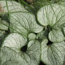 Brunnera macrophylla 'Silver Heart'