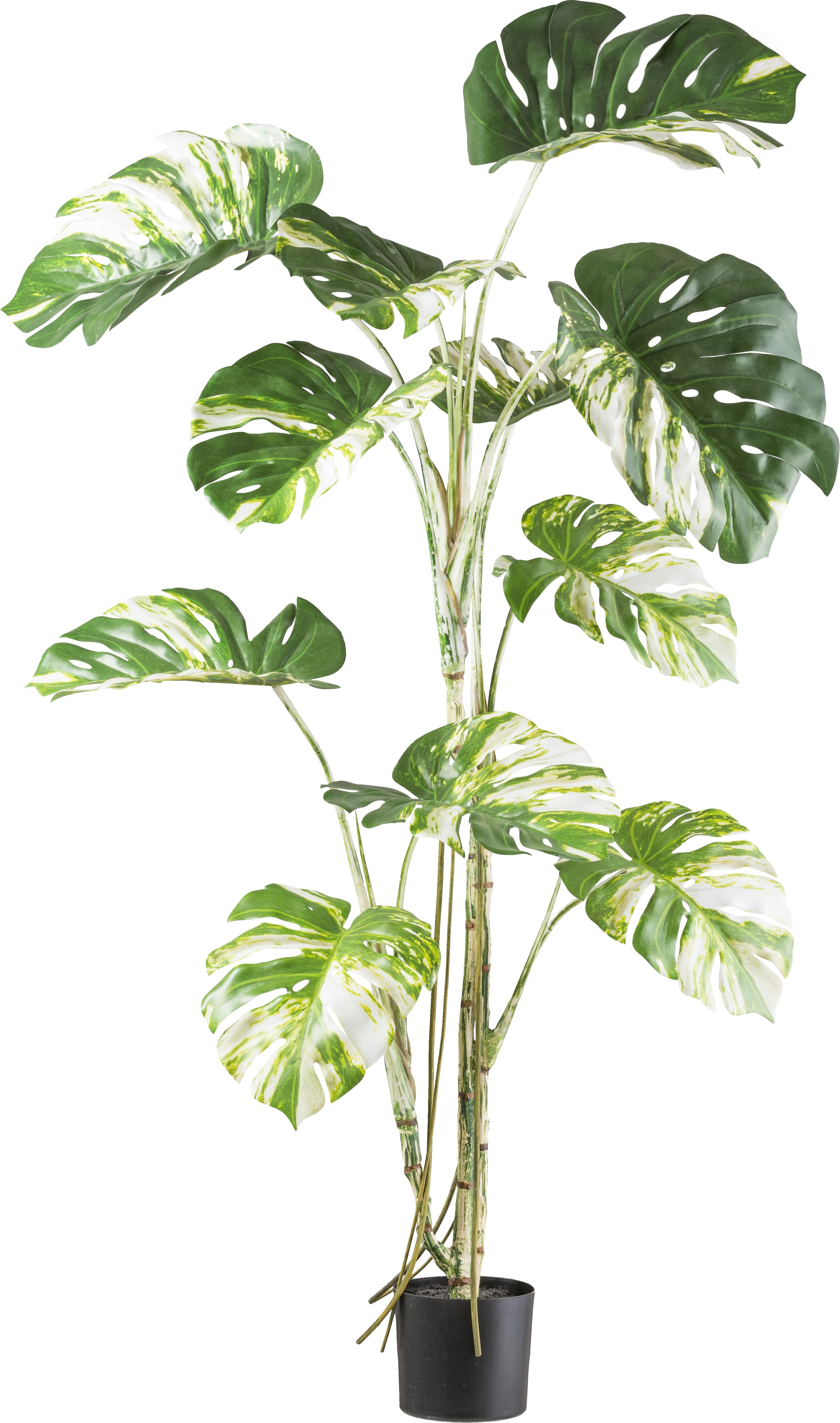 Kunstbaum CREATIV GREEN "Monstera deliciosa variegata", grün (grünweiß), H:160cm, Kunststoff, Kunstpflanzen, Kunstbaum, mit grün-weißen Blättern