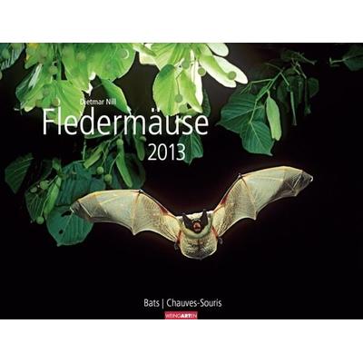 Fledermäuse 2013