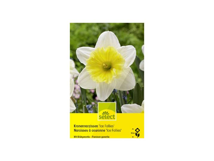 Select Blumenzwiebel Kronen-Narzissen Ice Follies ''