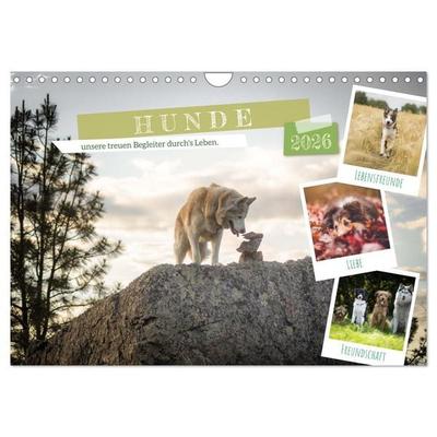Hunde, unsere treuen Begleiter durch's Leben. (Wandkalender 2026 DIN A4 quer), CALVENDO Monatskalender