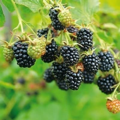 Braam Rubus frut. Black Satin Struik