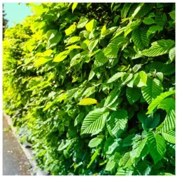 Gewöhnliche Hainbuche – Carpinus betulus L. – 50–90 cm