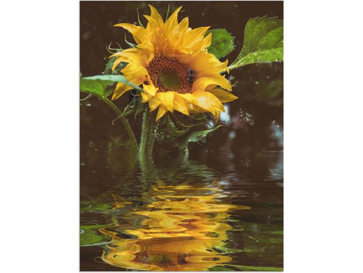 Alu-Dibond-Druck ARTLAND Sonnenblume , gelb (farbe bild(er): gelb), B:60cm H:80cm, Bilder, Alu-Dibond-Druck, für Innen- und Aussenbereich geeignet, Outdoorbild