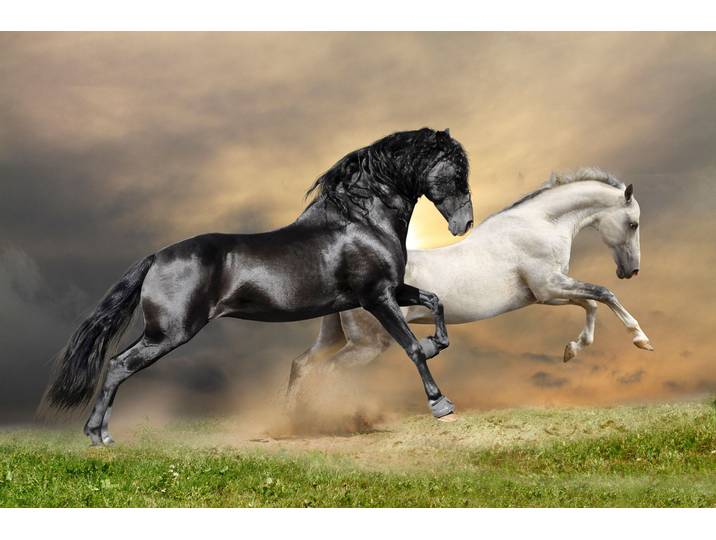 Fototapete PAPERMOON Black and White Horses , bunt, B:1,5m L:1,11m, Vlies, Tapeten, Fototapete