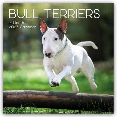 Bull Terrier 2027 – 16-Monatskalender