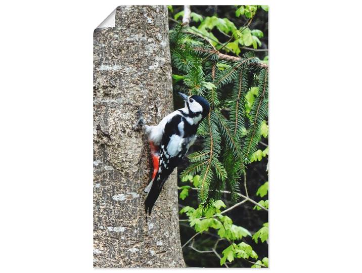 Poster ARTLAND Buntspecht im Wald , beige (farbe bild(er): naturfarben), B:40cm H:60cm, Bilder, Poster, ohne Rahmen