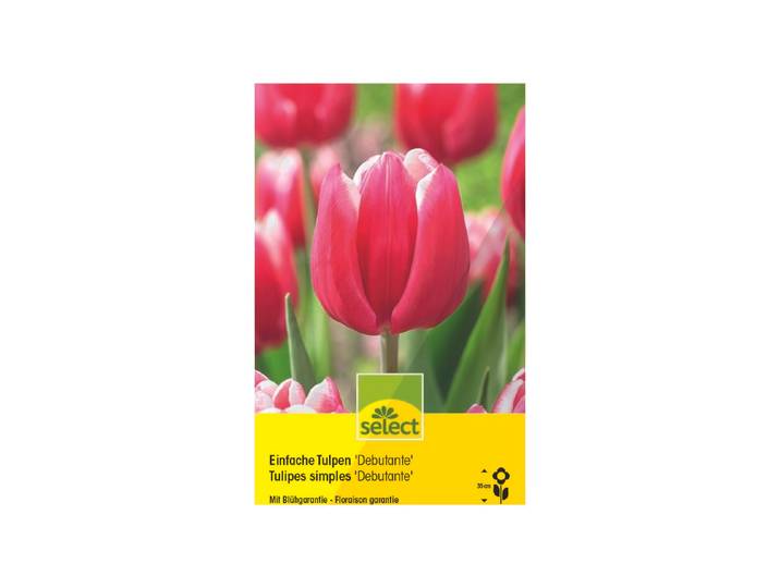 Select Blumenzwiebel Einfache Tulpen Debutante ''