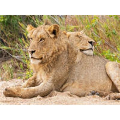 CALVENDO Puzzle Löwen Liebe | 1000 Teile Lege-Größe 64x48cm Foto-Puzzle für glückliche Stunden