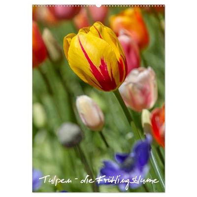 Tulpen - die Frühlingsblume (Wandkalender 2026 DIN A2 hoch), CALVENDO Monatskalender