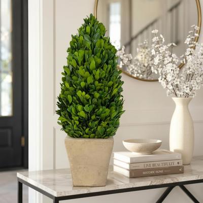 Porch & Den "Evergreen 16"" Inch Handcrafted Preserved Cone-Shaped Boxwood Leaf Topiary in Terracotta Pot"